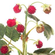 Декоративно Изкуствено Цвете FRAGOLINE DI BOSCO 