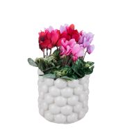 Декоративна Саксия CE102